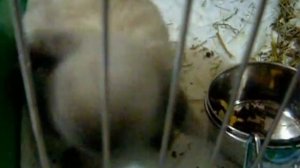 Карликовый кролик сиамский баран