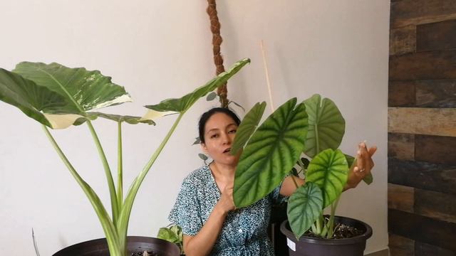 Como Cuidar Alocacias