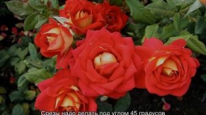 Роза Нью Фэшн (New Fashion) — характеристики флорибунды