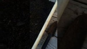 Как быстро укоренить не укоренившиеся розетки на усах клубники