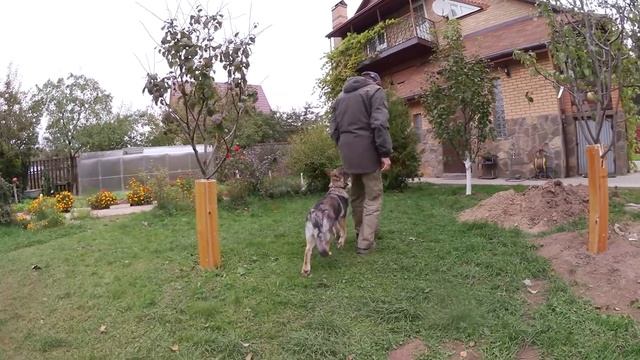 Чехословацкий влчак Елисейка. Обучение на положительном подкреплении. смотреть онлайн