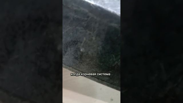 КОГДА ПИКИРОВАТЬ ПЕТУНИЮ #пикировкапетунии смотреть онлайн