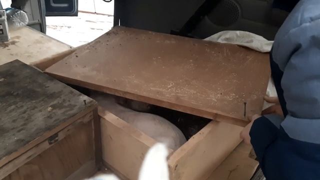 Пополнение на ферме,приобрели дюрков и ландрасов. смотреть онлайн