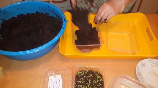 Первая пикировка рассады Петунии! 23/02/2017 смотреть онлайн