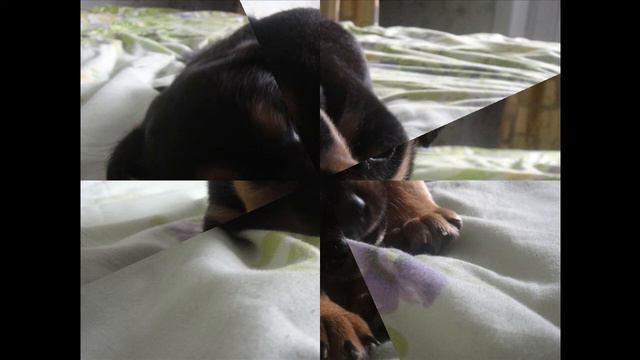 Милый Щенок смотреть онлайн