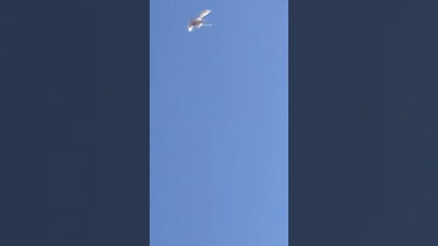 8.09.17.Тренировка голубей в сильный ветер смотреть онлайн