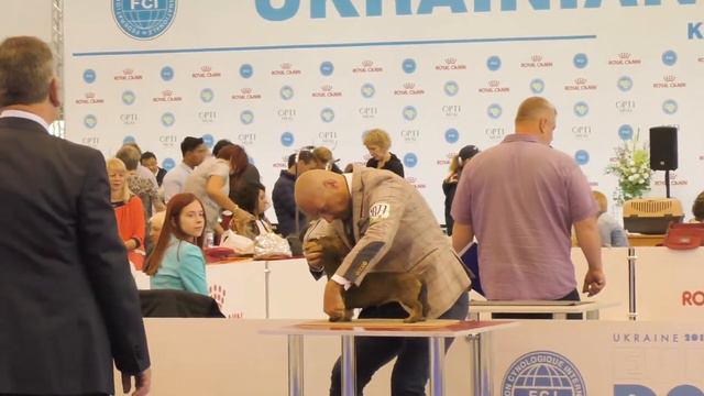 FCI-CACIB 24 August 2017 Kyiv. DACHSHUND ZWERG RAUHHAAR. Еpisode 1.