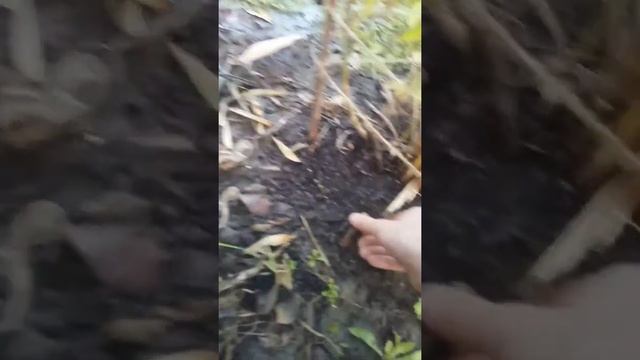 Бамбук из семян алиэкспресс смотреть онлайн