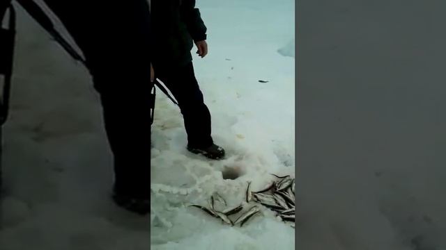 Ловля зубаря на удилище RX-5 с блёснами в виде гирлянды от Mr. Musurok Lures&Rods смотреть онлайн