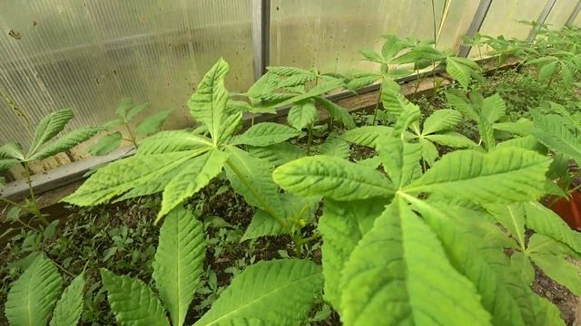 Сажаем Каштаны. Как посадить каштаны! №2