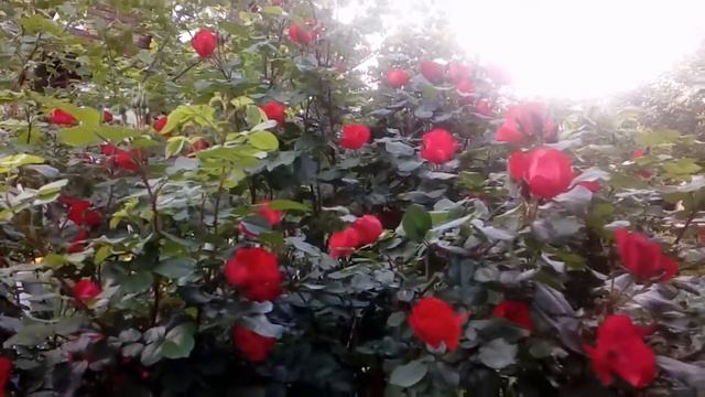 Роза Робуста 2016 # мой сад # розы смотреть онлайн