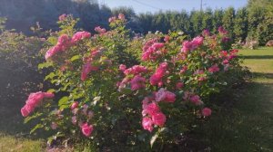 Роза Мойн Мойн (флорибунда) - Moin Moin (W. Kordes & Sons Германия, 2011)