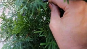 Первая Формирующая стрижка туи Смарагд. Нужно ли стричь тую Смарагд для формировки и когда 2023