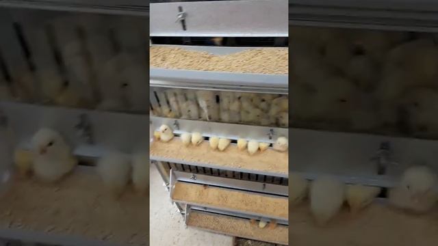 Lil chicks pt.2 смотреть онлайн