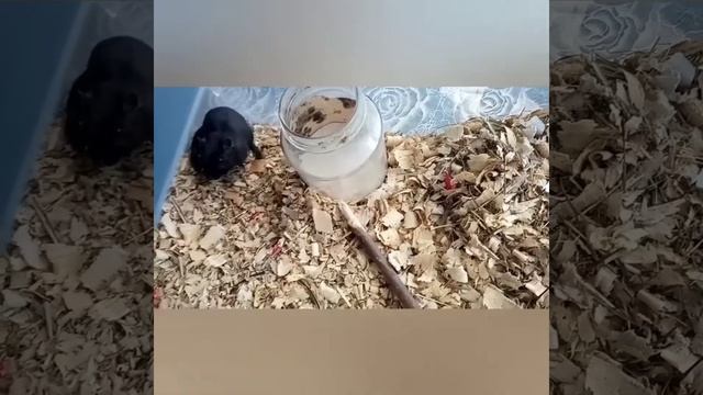 Что делать если понос у грызунов. смотреть онлайн