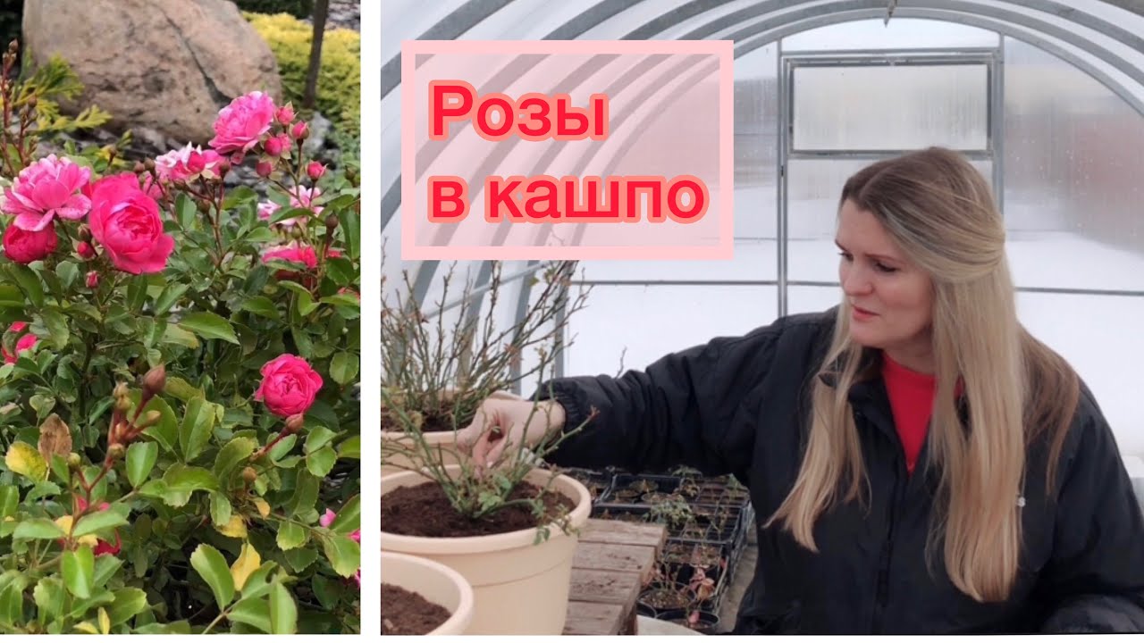 Выращивание роз в горшках / Привитые или корнесобственные / Какой нужен объём горшка в первый год смотреть онлайн
