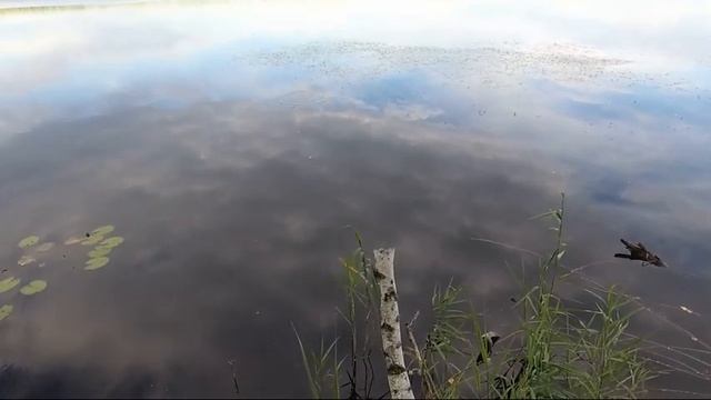 Дерзкий окунь, прожорливая рыба ловится на приманки без хвоста смотреть онлайн