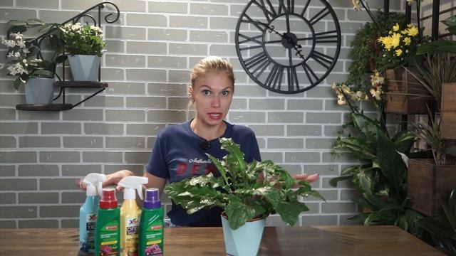 Почему не цветёт ГЕРБЕРА ✿ Уход за герберой в домашних условиях смотреть онлайн