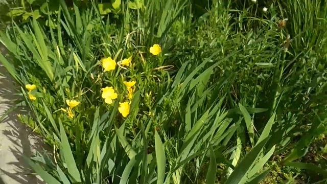 Экскурсия по Сочи ...Лето. смотреть онлайн