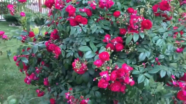 Плетистые розы в саду! Быть или не быть.. Обзор 8 сортов ???.mp4 смотреть онлайн