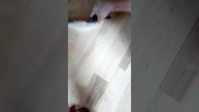 Шпаклювання паркету смотреть онлайн