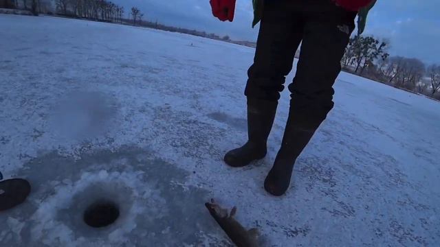 Рыбалка на ЖЕРЛИЦЫ.Насадил ЖИВЦА,и понеслось...Рибалка в Сулимові. смотреть онлайн