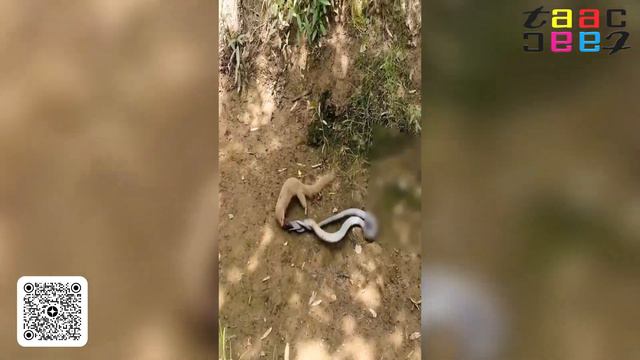 Видео Потрясло Весь Интернет. Животные Без Страха Смерти Спасают Своих Детенышей. смотреть онлайн
