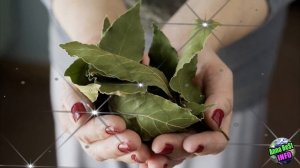 Положите Лавровый Лист в Кошелек.