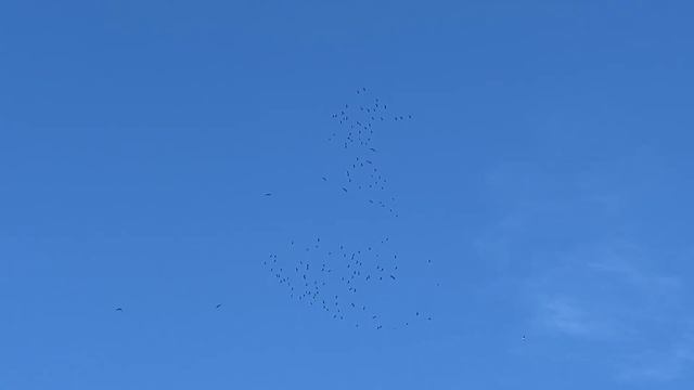 Скопление большого количества журавлей в небе. Курлыканье журавлей. смотреть онлайн