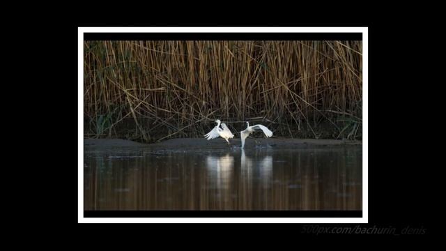 Малая белая цапля(желтые лапки) смотреть онлайн