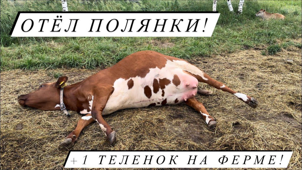 Штормовое предупреждение, гроза, молния- у нас ОТЁЛ В ПОЛЕ! Кого принесла Полянка? смотреть онлайн