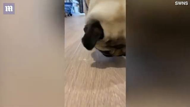 Greedy pug! 'Foodie' dog demolishes a line of blueberries in Mario Kart inspired challenge смотреть онлайн