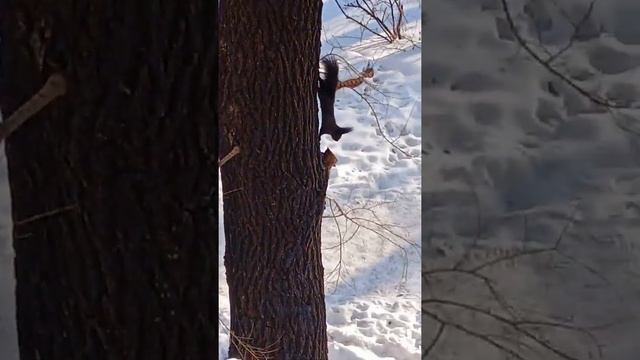 эта белка живёт не в гнезде смотреть онлайн