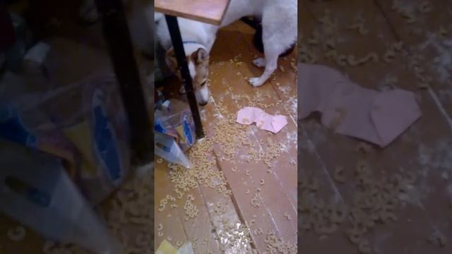 хаски Арктика и лайка Бэлла одни дома...это капец... смотреть онлайн