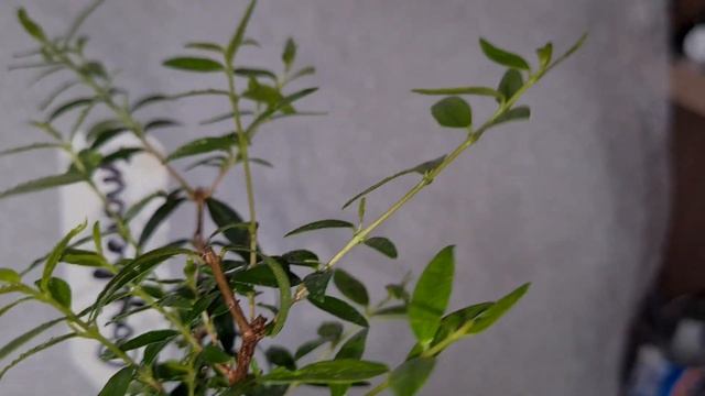 Мирт Розовеющий 2 смотреть онлайн