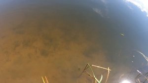 Какой Китайский Орбит ЛУЧШЕ ? WALK FISH или Bearking ORBIT 110 Воблеры с алиэкспрэсс.