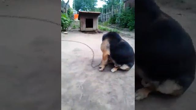 Моя Собака Жук смотреть онлайн