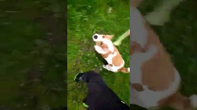 Jack Russell Джек рассел (Играемся с утра)