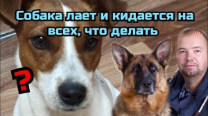 Собака лает и кидается на других собак, как это исправить