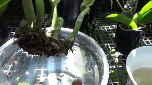 Как Вырастить Каттлею Из Одной Бульбы