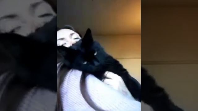 обоятельный Кот Говоруша усыновлен! смотреть онлайн