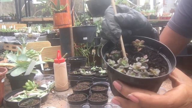 Replante do berçário para o pote 6 #suculentas #echeveria смотреть онлайн