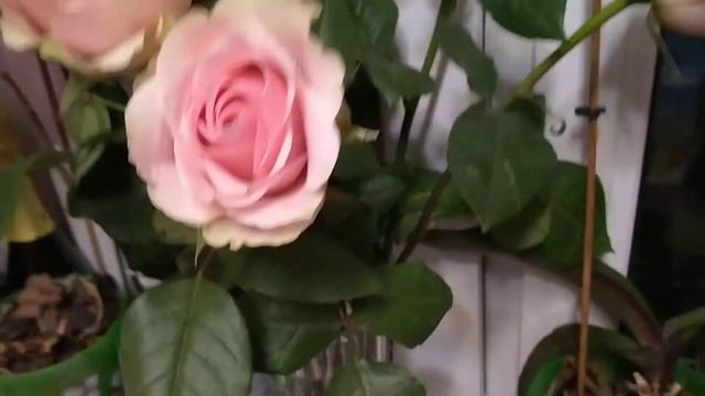 ШИКАРНЫЕ РОЗЫ ДОМА. РОЗЫ НА ПОДОКОННИКЕ. ГОЛЛАНДСКИЕ РОЗЫ. КРАСНОДАРСКИЕ РОЗЫ #Розы #Розовыерозы смотреть онлайн