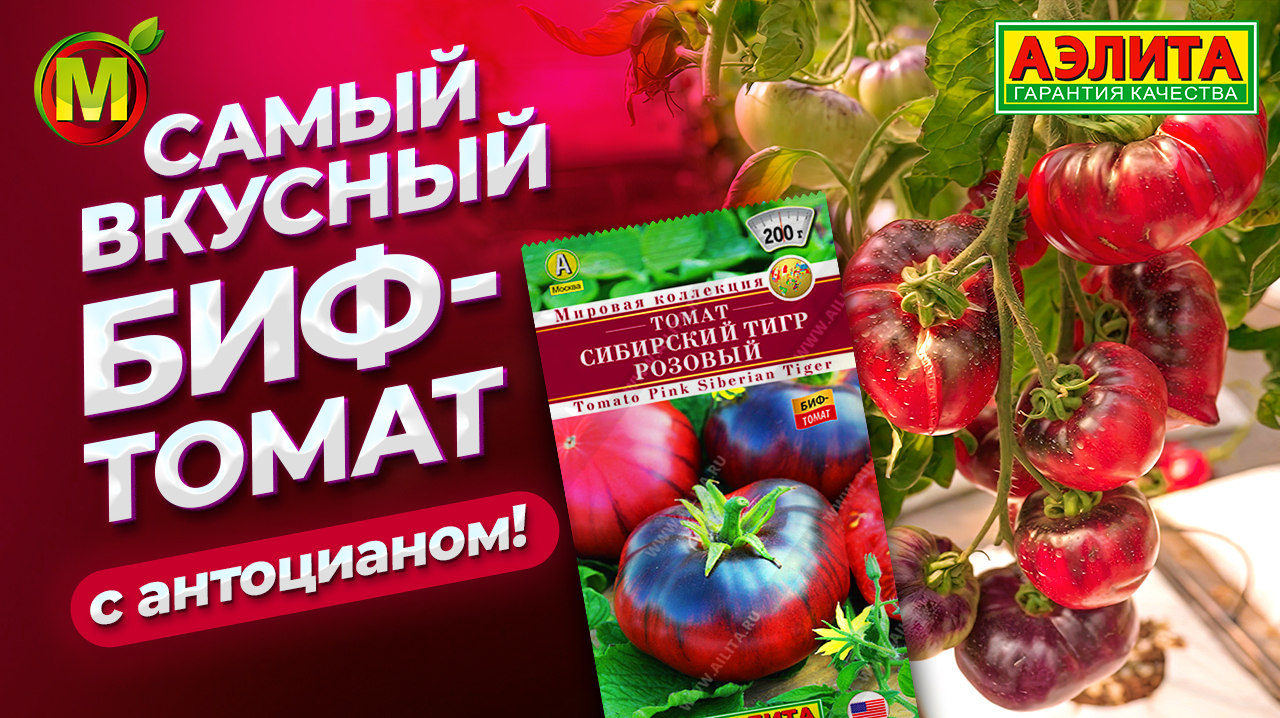 САМЫЙ ВКУСНЫЙ БИФ-ТОМАТ с антоцианом! Любимчик садоводов всего мира! смотреть онлайн