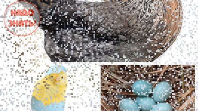 Почему одни куриные яйца коричневые, а другие - белые? смотреть онлайн