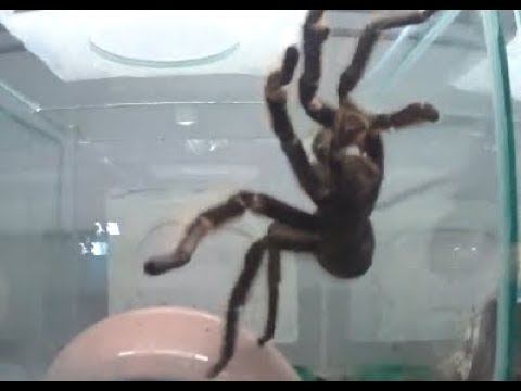 Террариум в Гродненском Зопарке 2018 (Часть 1) смотреть онлайн