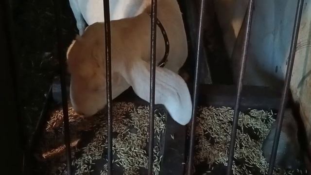 Жених для Мяты // Пробуем домашнюю баранину смотреть онлайн