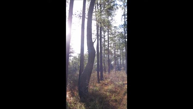 FM WAVE 78 Equal Temperament смотреть онлайн