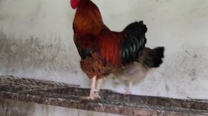 ?? КУЧИНСКАЯ ЮБИЛЕЙНАЯ#курочки #цыплята #земледелие ..