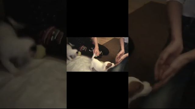 Видео как у меня появилась собачка по имени Локи бобо смотреть онлайн